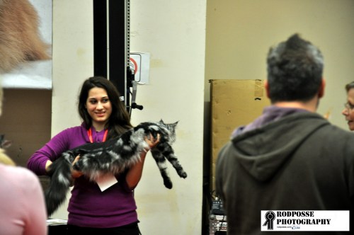 show for cats part 1 longhair2