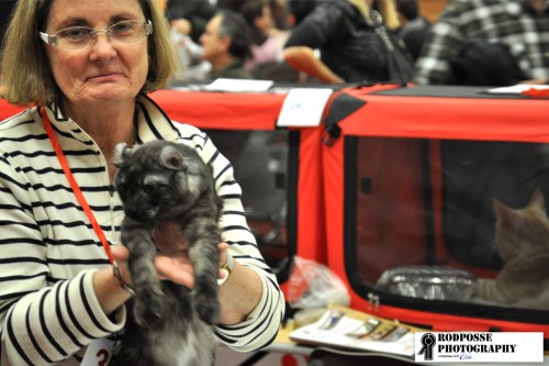 show for cats part 1 longhair3