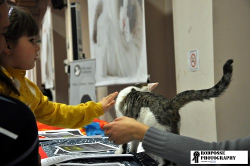 show for cats part 1 longhair5