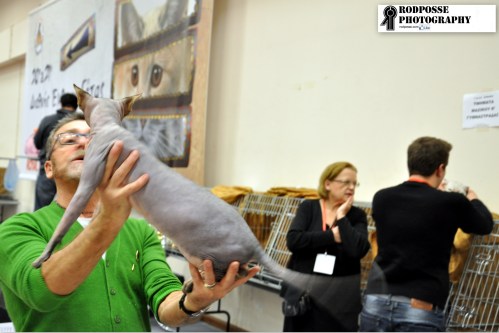 show for cats part 2 shorthair