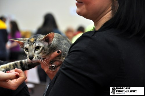 show for cats part 2 shorthair3