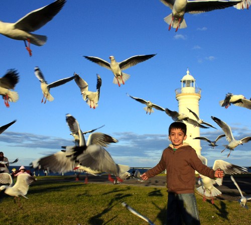 The Gull Attack